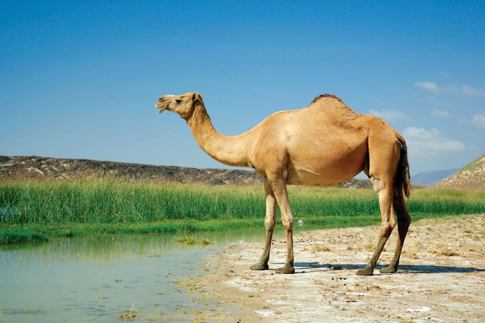 Camels